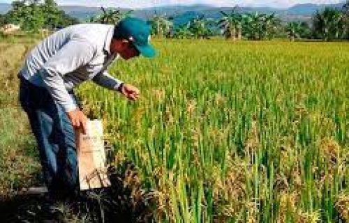 ARROZ CAMPESINO