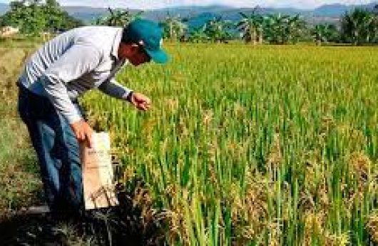 ARROZ CAMPESINO