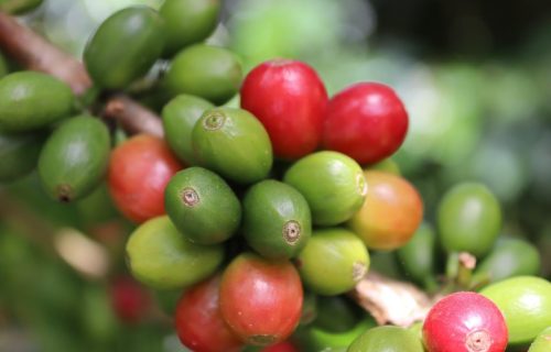 Bono cafetalero