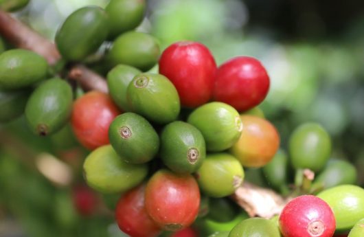 Bono cafetalero