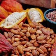CACAO