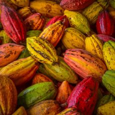 Cacao,Pods,Cocoa,Pods,Organic,Chocolate,Farm,Hawaii