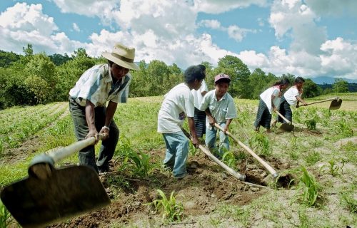 Guatemala, departement Huehuetenango, dorp Xolpic: Indiaanse man, vader, staat gebukt zijn droge landbouwgrond te bewerken samen met zijn kinderen, jongens en meisjes. Deze Maya indianen leven een armoedige bestaan in de bergen. Op deze schrale grond proberen ze met zelfvoorzieningslandbouw te bedrijven. Deze mensen verbouwen mais.