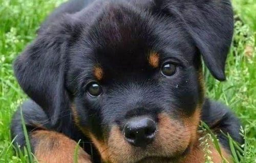 Cachorro