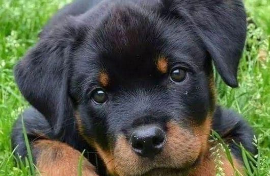 Cachorro