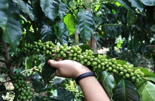 Cafe hondureño