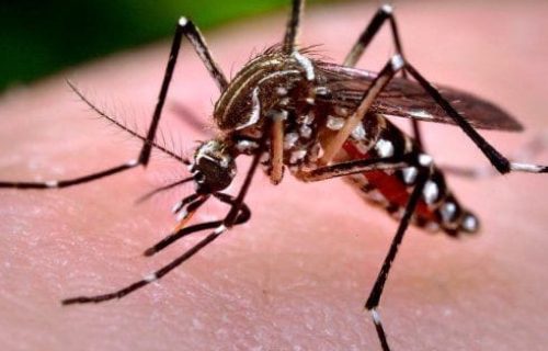 Dengue mosquito