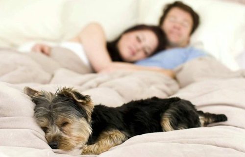Dormir con tu perro