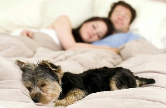 Dormir con tu perro
