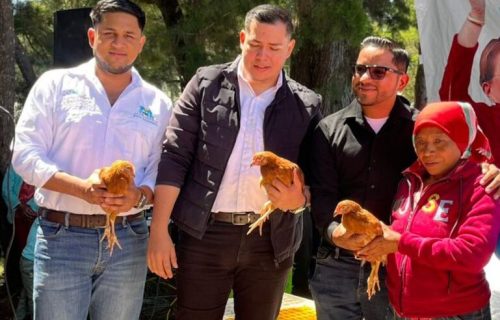 GALLINAS PONEDORAS