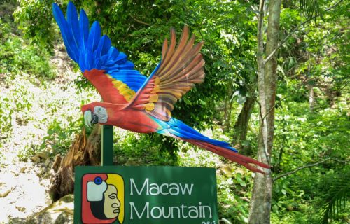GUACAMAYA