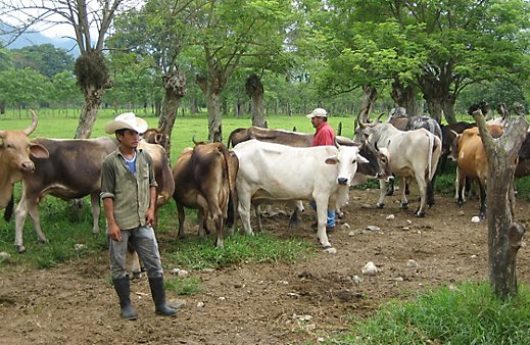 HONDURAS CAMPESINO CON VACAS