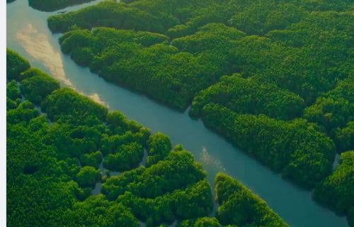 mangroves_ventanilla