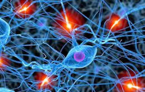 Neuronas