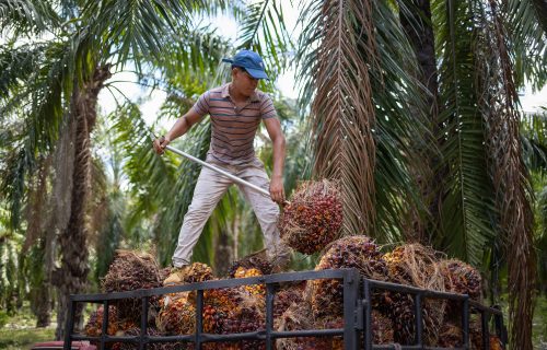 Allan, un cortero de 17 años, acomoda bellotas de fruta de palma aceitera en la paila de un carro para ser transportadas fuera de la plantación. Trujillo, Colón, 10 de agosto de 2021. Foto: Martín Cálix / Contracorriente.