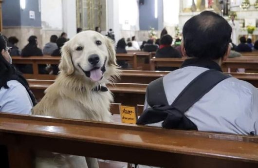 PETS GRANDE