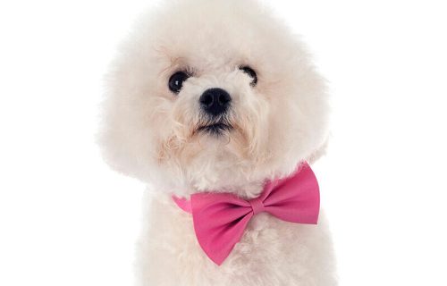 young Bichon Frise in front of white background