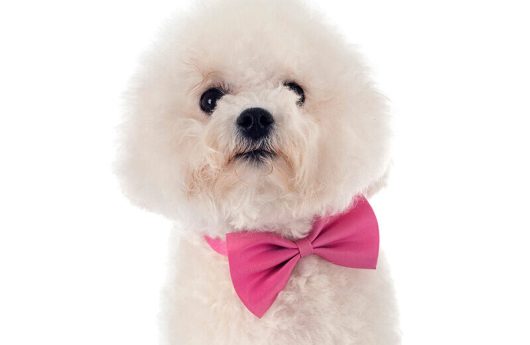 young Bichon Frise in front of white background