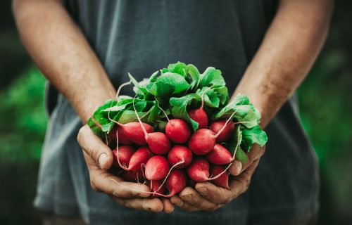 Organic,Vegetables.,Farmers,Hands,With,Freshly,Harvested,Vegetables.,Horse,Radish