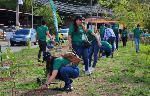 REFORESTACION