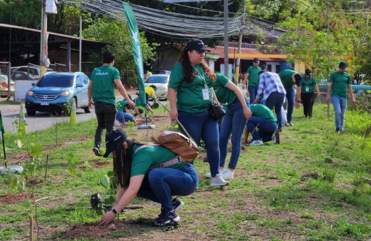 REFORESTACION