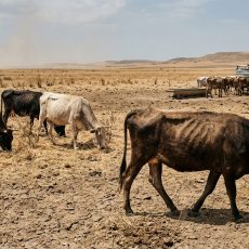 VACAS SEQUIA