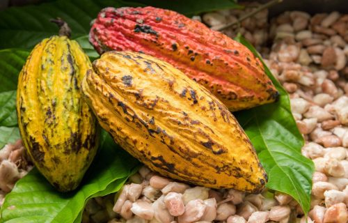 cocoa beans (1)_0