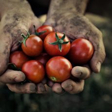 Tomato,Harvest.,Farmers,Hands,With,Freshly,Harvested,Tomatoes.
