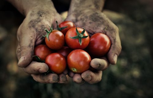 Tomato,Harvest.,Farmers,Hands,With,Freshly,Harvested,Tomatoes.