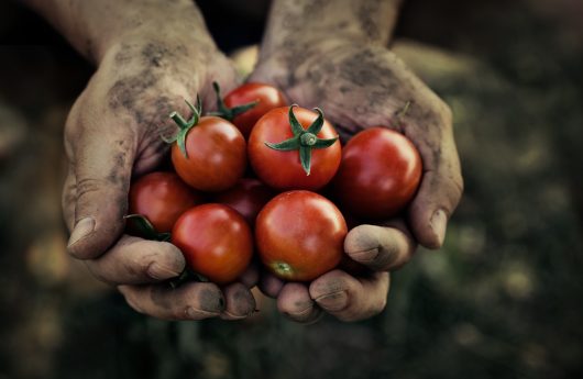Tomato,Harvest.,Farmers,Hands,With,Freshly,Harvested,Tomatoes.
