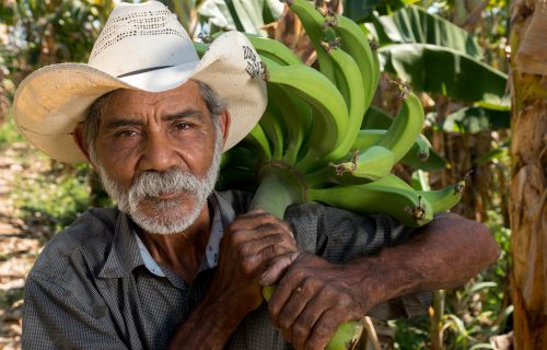 Small,Farmer,Harvesting,Green,Banana,From,His,Farm.,Cane/la,Paz/honduras.