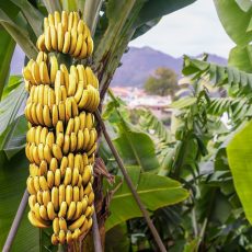 shutterstock_376905205 mans hand take bananas from shelf of store. healthy food. shopping concept