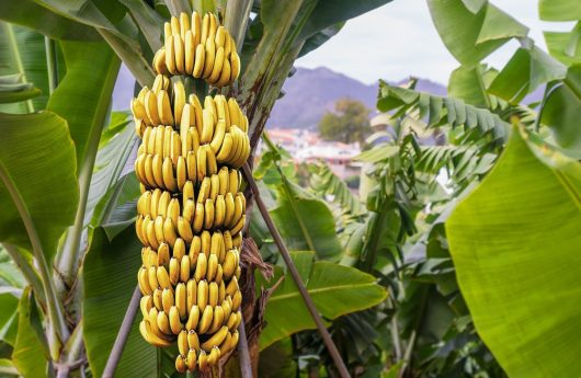 mans hand take bananas from shelf of store. healthy food. shopping concept