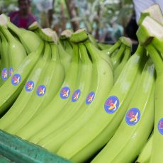 slider_banano-1024x682