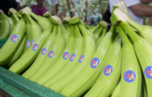 slider_banano-1024x682