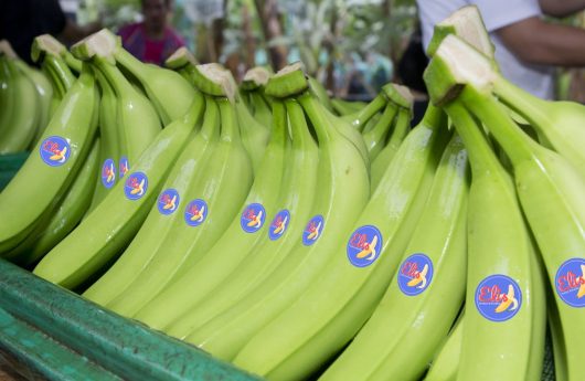 slider_banano-1024x682